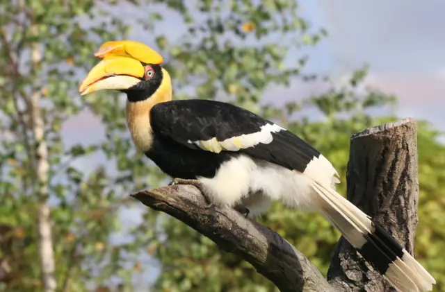 இருவாச்சி - உலக காட்டுயிர் தினம்