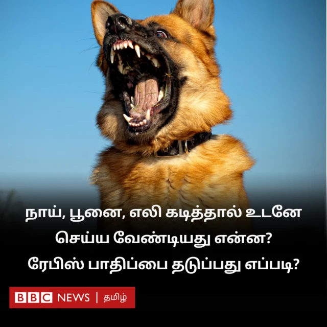 நாய், பூனை, எலி கடித்தால் உடனே செய்ய வேண்டியது என்ன? ரேபிஸ் பாதிப்பை தடுப்பது எப்படி?