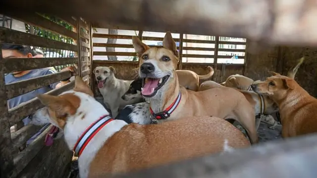 కుక్కలు