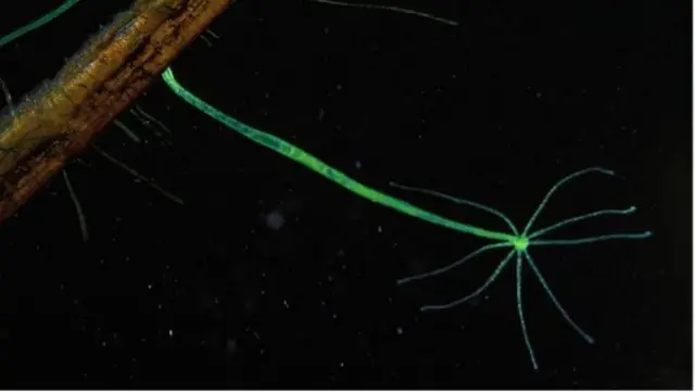 Hydre de couleur verte