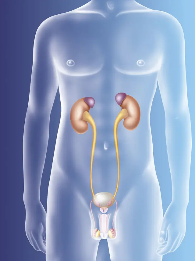 மனித உடலமைப்பில் பிழையா?