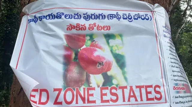 విశాఖ, అరకు, కాఫీ తోటలు, బెర్రీ బోరర్