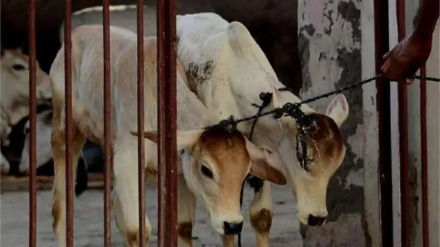 પ્રતીકાત્મક તસવીર 
