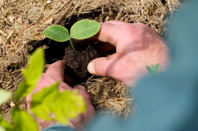 माटोमा बेर्ना सार्दै
