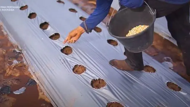 Pekerja menanam benih jagung di lahan food estate.