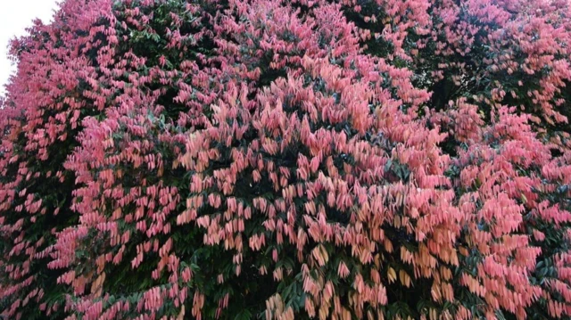 పాడేరు, పింక్ ఫారెస్ట్, అరకు, లంబసింగి, ఉప్ప చెట్లు, ఆంధ్రా యూనివర్సిటీ