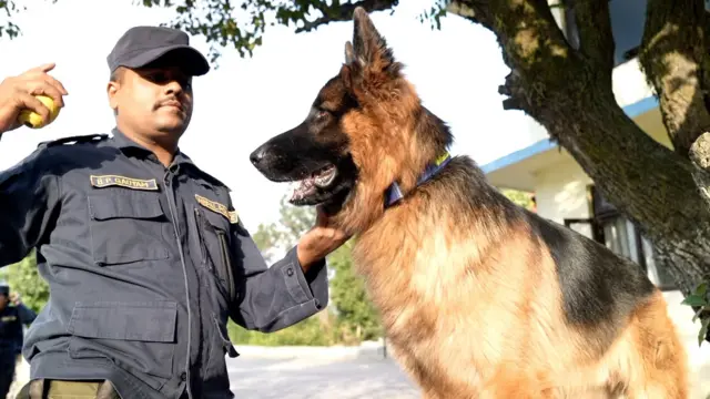 उत्कृष्ट पुरस्कार पाएको नेपाल प्रहरीको एउटा कुकुरको फाइल फोटो। कुकुरको घाँटीमा लगाइएको नेक कलरलाई एक जना प्रहरीले समाइरहेका छन्।