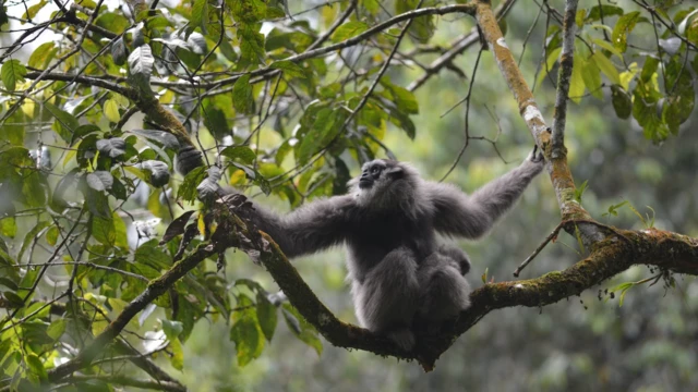 Owa Jawa, taman nasional gunung halimun salak