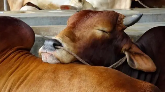 ঢাকায় প্রতি বছর কোরবানির আগে জমে ওঠে পশুর হাট
