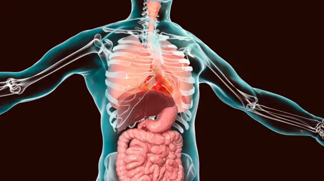 En la cabeza: cráneo y cara.
En el cuello: anterior, esternocleidomastoideas, laterales y posterior.
En el tronco: dorsal, pe
