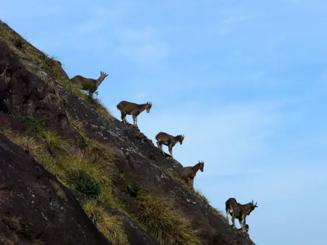 வரையாடு, தமிழ்நாடு, கேரளா, மேற்குத்தொடர்ச்சி மலை, வன விலங்குகள், காடுகள் 