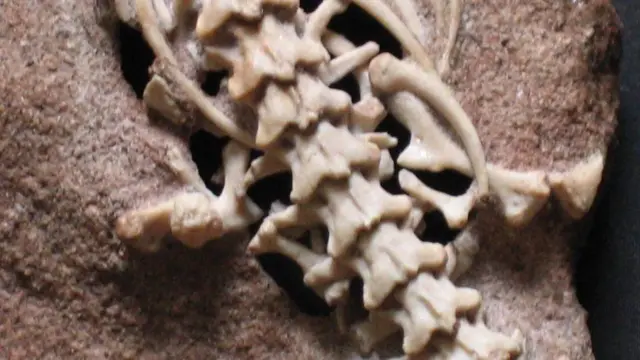 Фото хребта змії