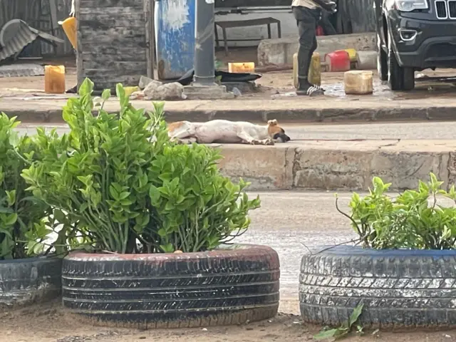 Le phénomène des chiens errants est une réalité à Dakar. 