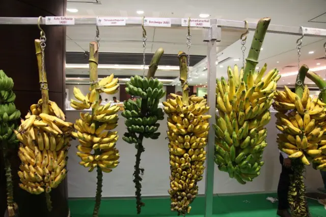 આઈજીઆઈ પાકોની એવી જાતો તૈયાર કરવાનો પ્રયાસ કરી રહ્યું છે જેનાં પર વધારે પાણી કે ઓછા પાણીની અસર ન થાય