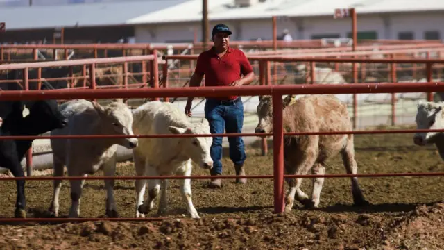 گاوداری‌ها نگران گسترش احتمالی انگل پیچ‌کرم هستند