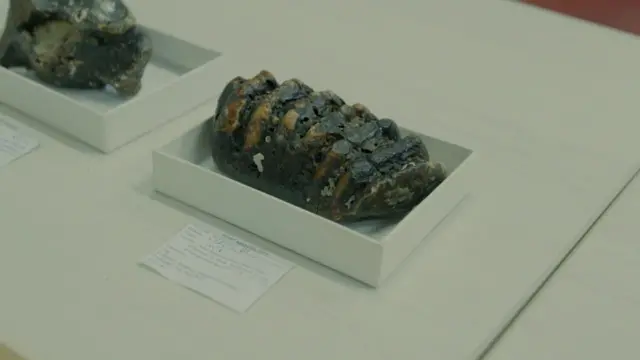 Gigi geraham gajah purba (Stegodon trigonocepohalus) yang ditemukan di Selat Madura.
