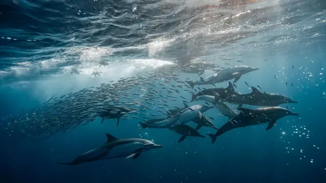 Delfines con sardinas