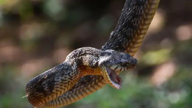 Anapoogopa, nyoka huyu hukabiliana badala ya kukimbia