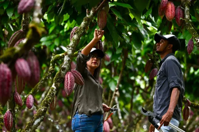 Personas recogiendo cacao