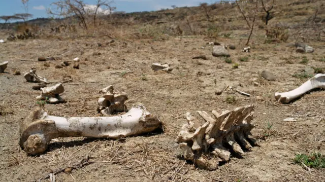 Lafee bineensota naannoo Paarkii Abijaataa Shaalaa