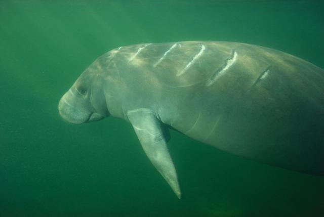 Peixe-boi cinza da Flórida com cicatriz