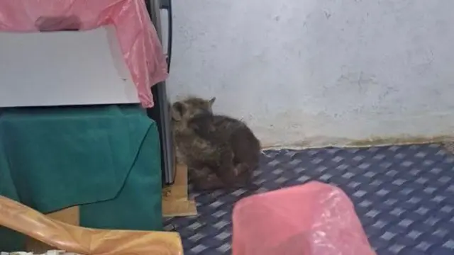 በገለምሶ ከተማ ሚልኪ ክሊኒክ ላብራቶሪ ክፍል ገብቶ የተኛው ጅብ