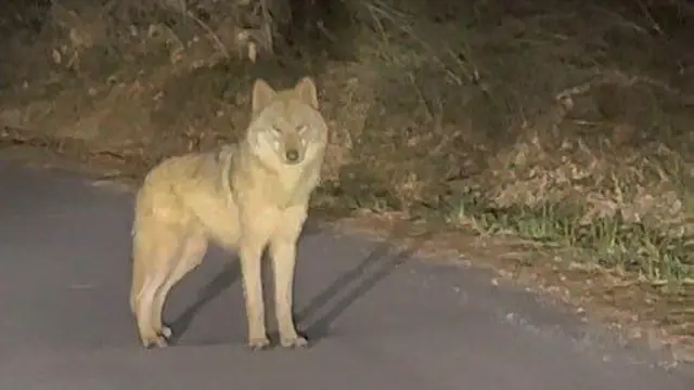 దక్షిణ కొరియా, తోడేలు, Daejeon O-World zoo and theme park, Neukgu