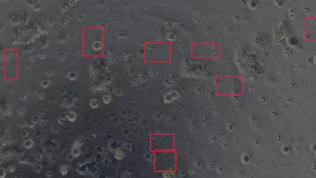 விந்தணுக்கள்