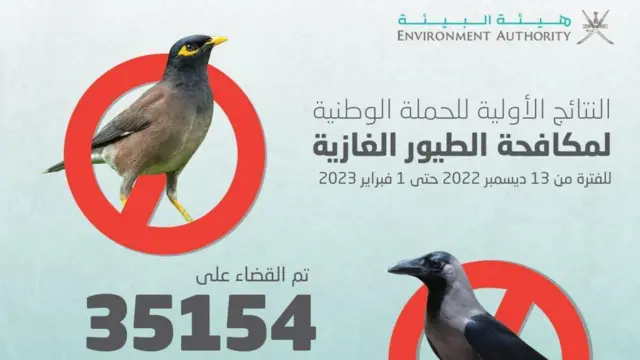 حملة في سلطنة عمان لمكافحة طير المينا في إقليم ظفار