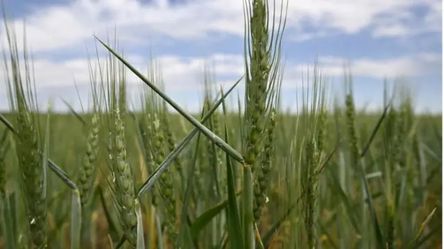 বাংলাদেশের গমের চাহিদার বড় অংশ আসে রাশিয়া ও ইউক্রেন থেকে। 