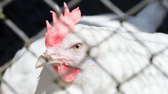 Haqiqiy jinsiy aloqa quvurlari Oshqozonda yotgan holda anal massaji