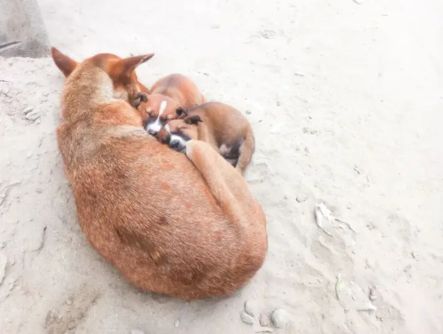 মা কুকুর ও তার দুই শিশু রাস্তায় বসে ঘুমাচ্ছে।