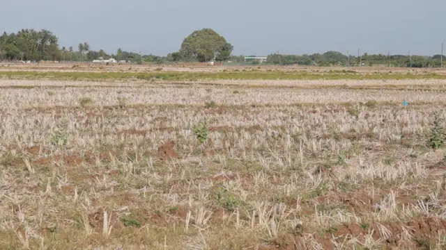 காவிரி டெல்டா விவசாயம், மேட்டூர் அணை