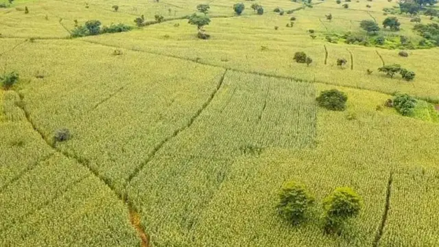 Masii qamadii