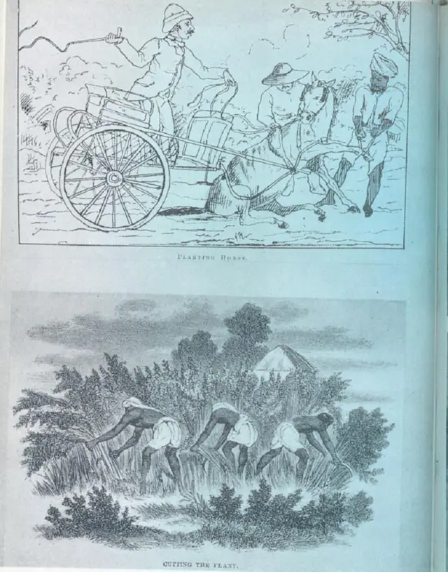 चंपारणमधील शेतकऱ्यांच्या तत्कालिन परिस्थितीचा अंदाज या फोटोंवरून लावता येऊ शकतो. 