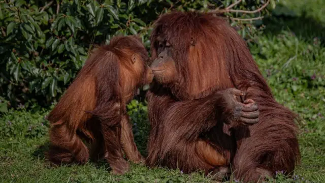 మనుషులు, కోతులు, చింపాజీలు, తొలి ముద్దు