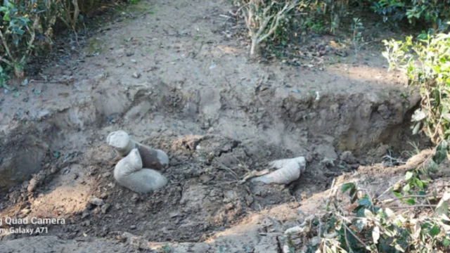 Tembo hutumia fursa ya mitaro ya kupitishia maji inayofunguliwa na wakulima kuzika watoto wao.