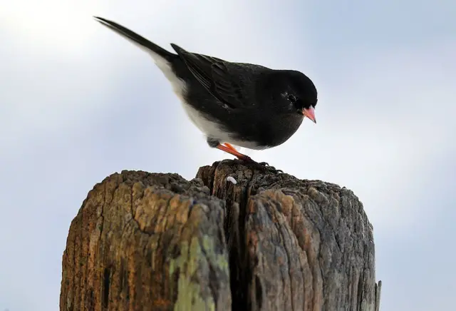 Un junco ojioscuro sobre un tronco: es un pajarito pequeño, con plumaje negro en los tres cuartos superiores de su cuerpo y el cuarto inferior con plumas blancas. Tiene un pico pequeño y ojos negros que casi se pierden en las plumas.