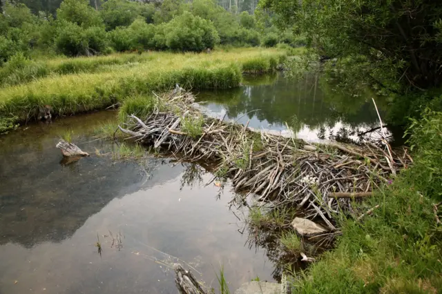 En un río, una gran cantidad de ramas forman un dique natural, obra de castores. 