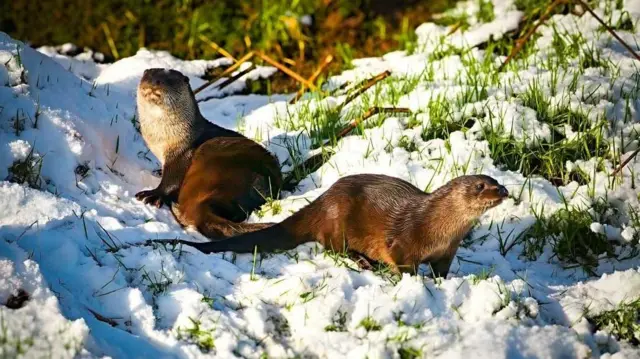 Dos nutrias marrones paradas una al lado de la otra entre la nieve y la hierba en la orilla de un río.