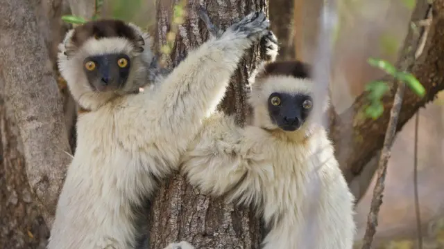 Lêmures Sifaka brancos abraçando o troncoleonbetuma árvore Salvadora persica