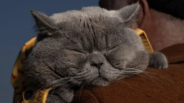 ఇస్తాంబుల్‌లో పిల్లి