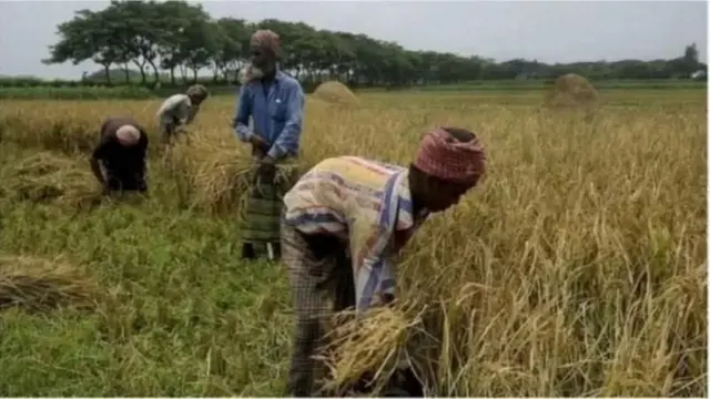 ধানের খেতে কাজ করছেন চারজন কৃষক