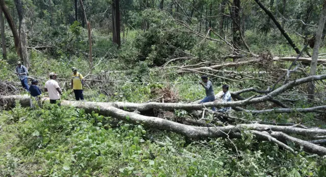 మేడారం, కూలిన చెట్లు, వాతావరణం మార్పులు