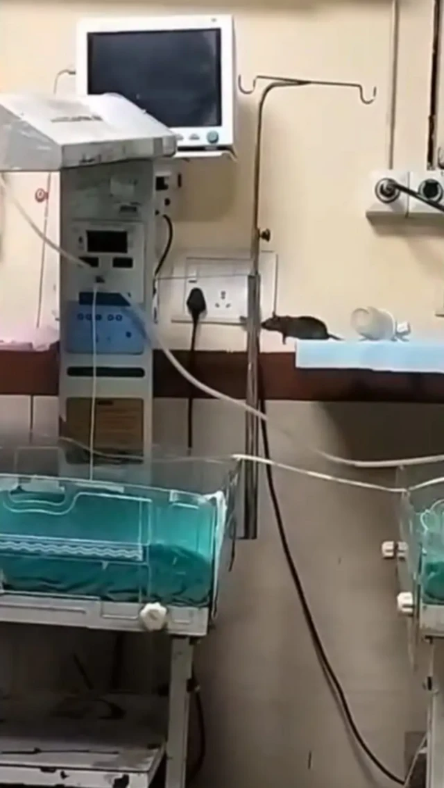 NICU ਵਿੱਚ ਚੂਹਾ