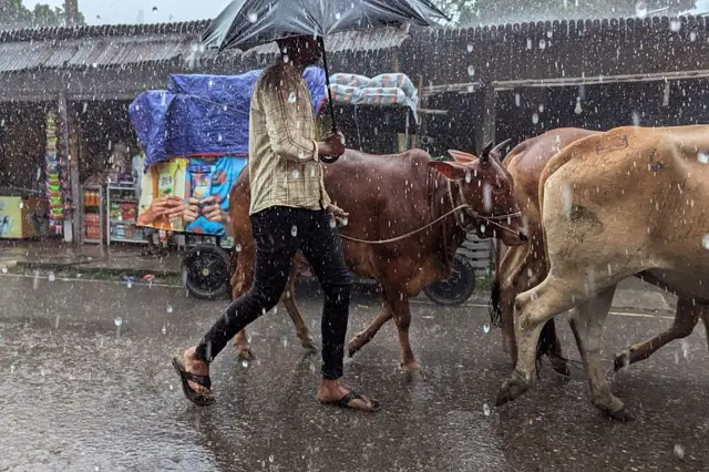 বৃষ্টির কারণে বিভিন্ন স্থানে কোরবানির পশুর হাটে ঝক্কি তৈরি হয়েছে গত কয়েকদিনে