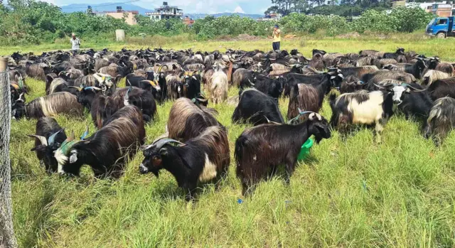 च्याङ्ग्राको मासु रेड मिट वर्गमा पर्छ