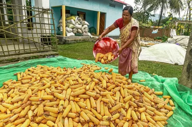 भारत-अमेरिका व्यापार करारामुळे अनेक शेतकऱ्यांचे नुकसान होण्याची भीती व्यक्त केली जात आहे (प्रतिकात्मक फोटो)