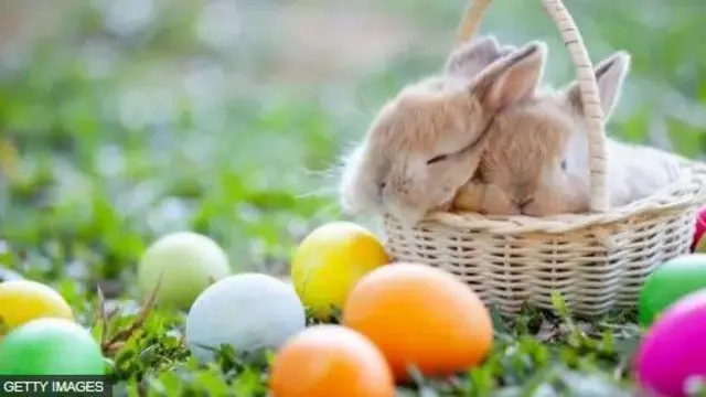 Ẹyin ati ehoro ninu apẹrẹ