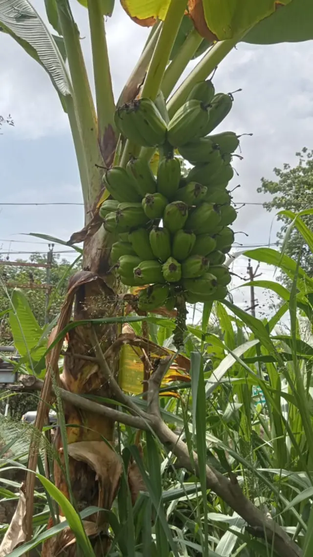 அரிய வகை வாழைகள்